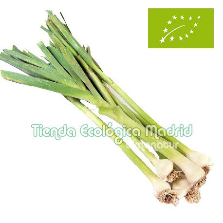 Ajos Tiernos, el Manojo (Cataluña)