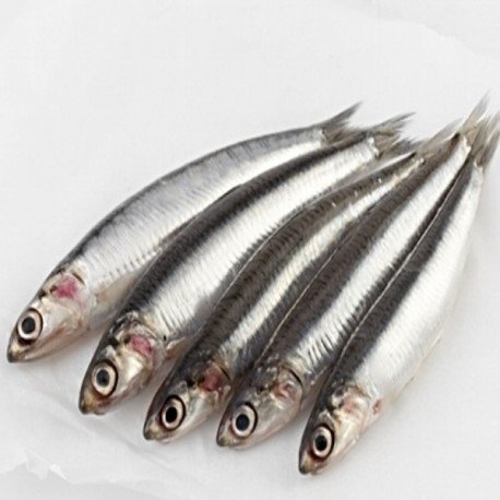 Boquerón Gordo del Norte, el Kg