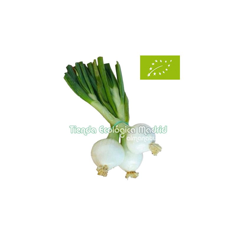 Cebolletas Tiernas, el Manojo (Zaragoza)